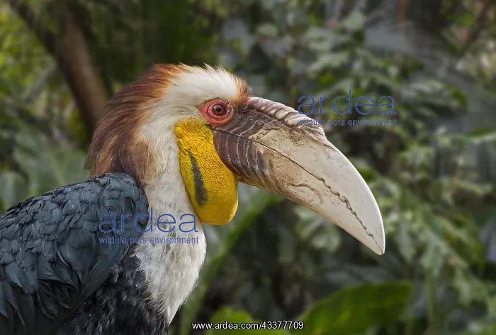 : Wreathed hornbill, bar-pouched wreathed hornbill : Wreathed hornbill, bar-pouched wreathed hornbill