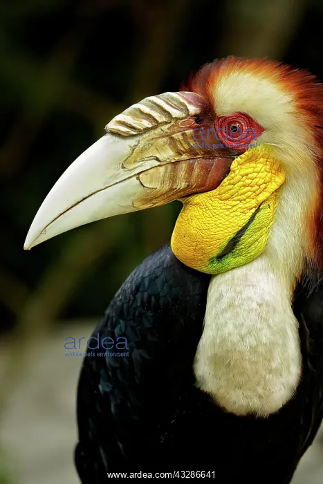  : Wreathed Hornbill (Rhyticeros undulatus) adult male