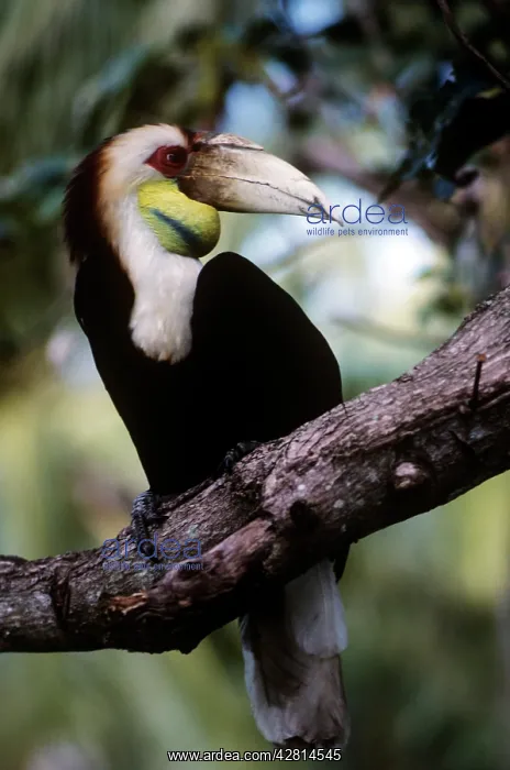 : Wreather Hornbill : Wreather Hornbill
