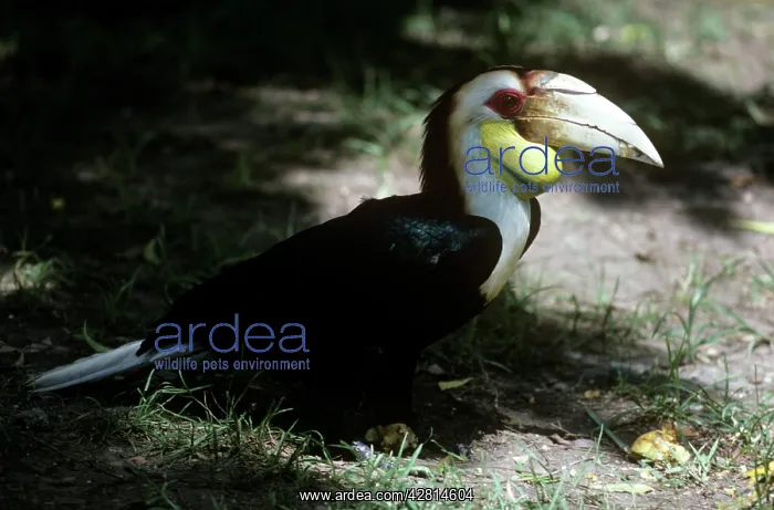 : Wreather Hornbill - on ground : Wreather Hornbill - on ground