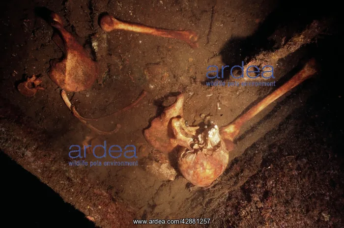  : Wreck - Bones on Japanese war wreck