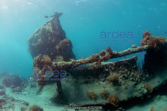 : Wreck - Japanese Wreck dive site, Amed, Bali, Indonesia : Wreck - Japanese Wreck dive site, Amed, Bali, Indonesia