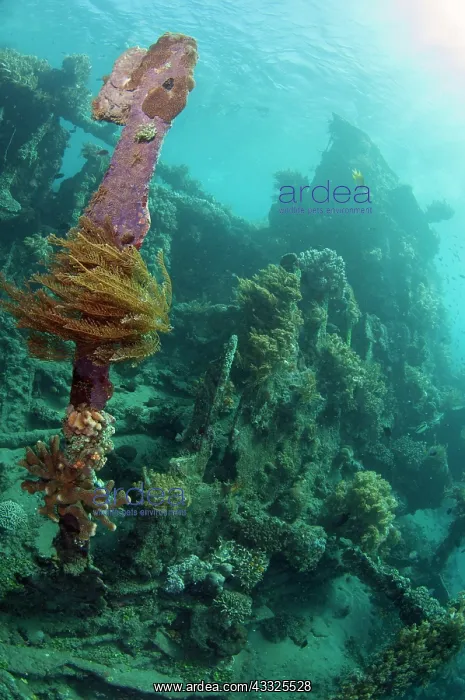  : Wreck - with sun in background - Japanese Wreck