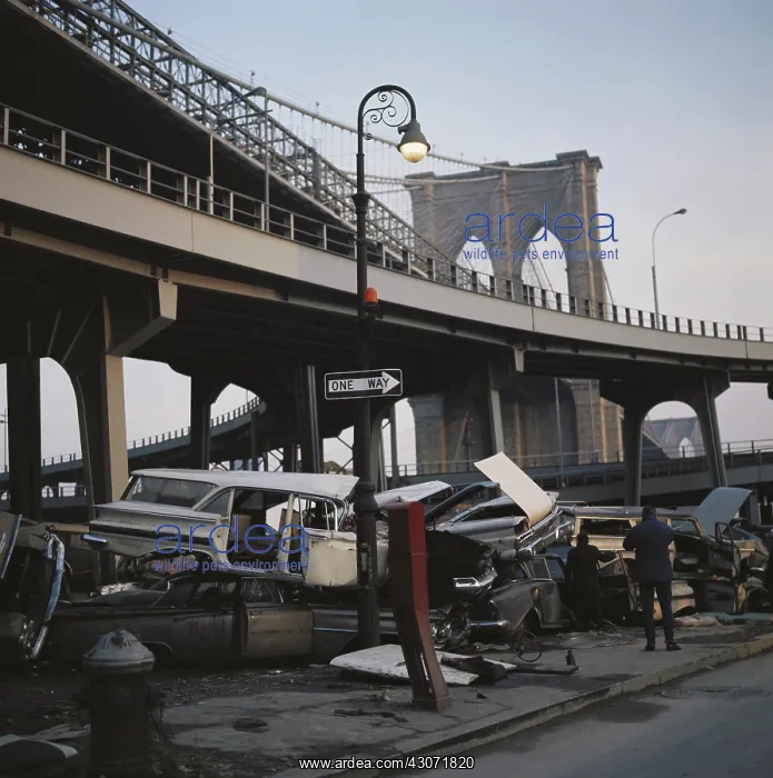 : Wrecked Autos in Junk Pile : Wrecked Autos in Junk Pile