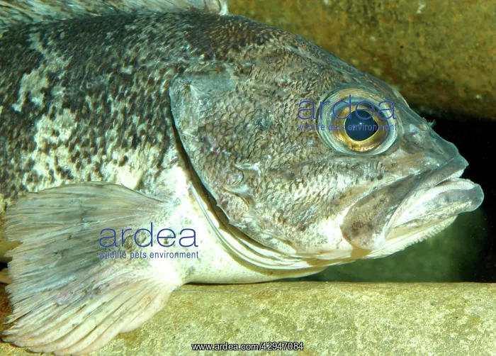 : Wreckfish (Polyprion americanus). Eastern Atlantic coastal regions, also east coast of USA : Wreckfish (Polyprion americanus). Eastern Atlantic coastal regions, also east coast of USA