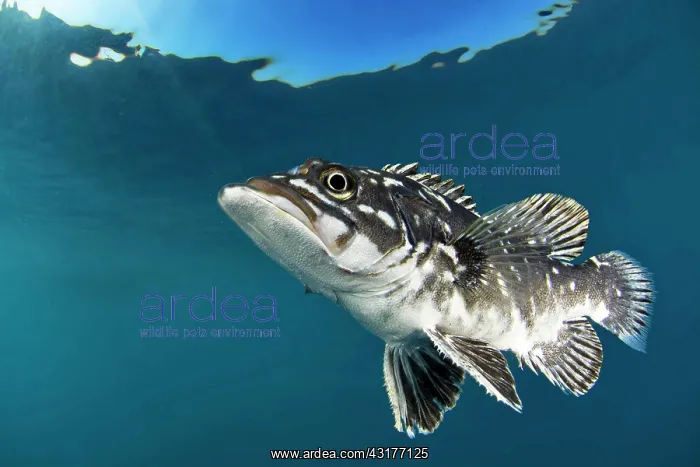 : Wreckfish (Polyprion americanus), marine reserve : Wreckfish (Polyprion americanus), marine reserve