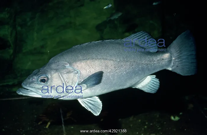 : Wreckfish / Stone Bass : Wreckfish / Stone Bass