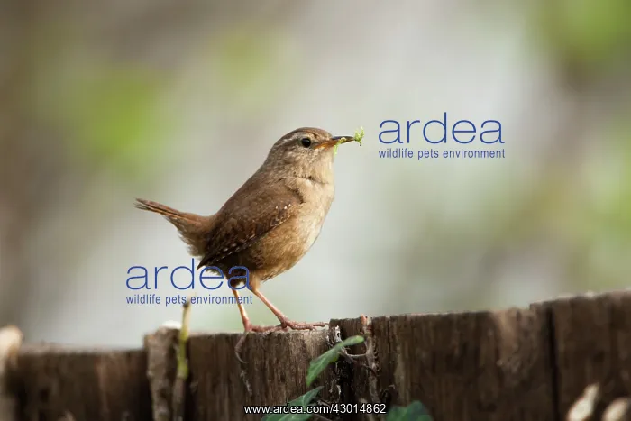 : Wren adult standing on fence with nesting material : Wren adult standing on fence with nesting material