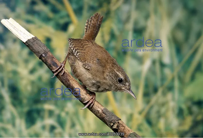 : WREN - adult on stick : WREN - adult on stick
