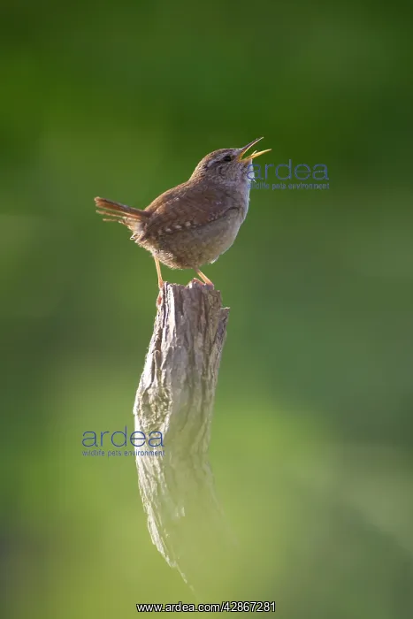 : Wren - Back-lit, early morning with the birds : Wren - Back-lit, early morning with the birds
