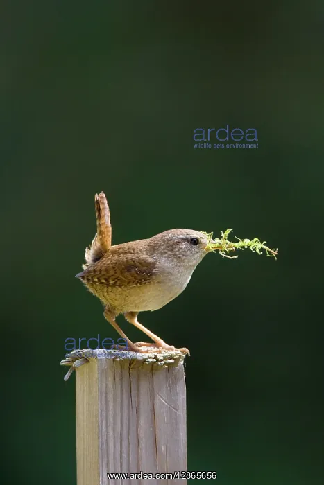 : Wren - Back-lit image of male carrying moss for : Wren - Back-lit image of male carrying moss for