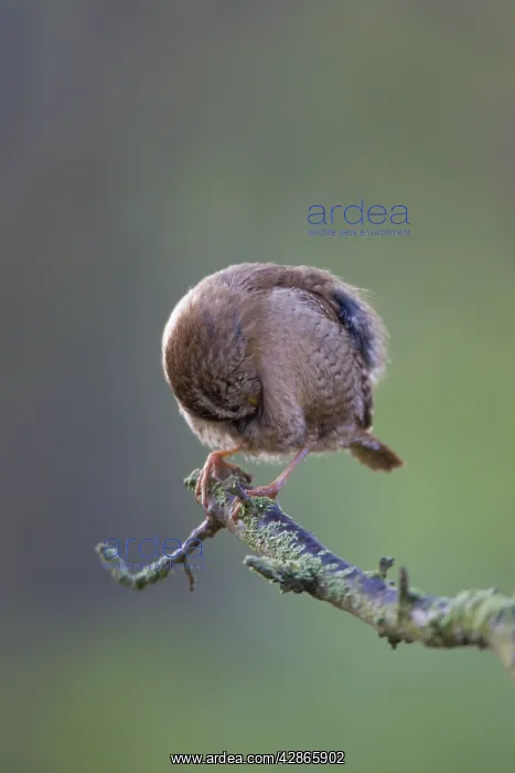  : Wren - Back-lit image of wren preening