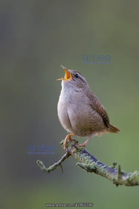 : Wren - Back-lit image of wren singing in early : Wren - Back-lit image of wren singing in early