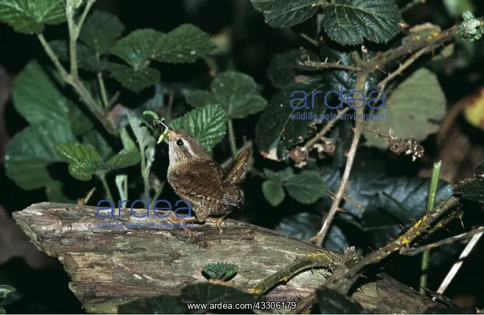 : WREN - with beak full of grubs : WREN - with beak full of grubs