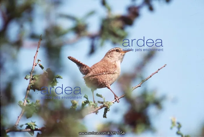 : WREN - on branch : WREN - on branch