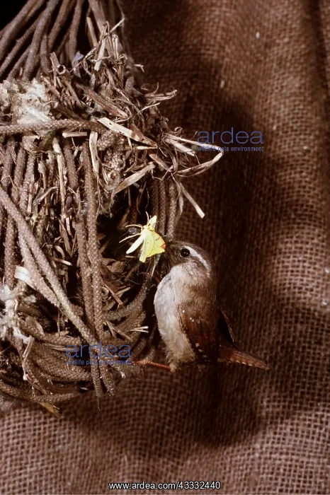 : WREN - carrying Brimstone moth to nest with sacking : WREN - carrying Brimstone moth to nest with sacking