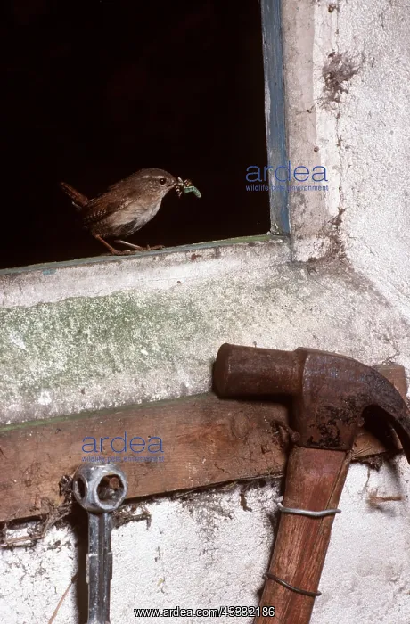 : WREN - carrying food in beak : WREN - carrying food in beak