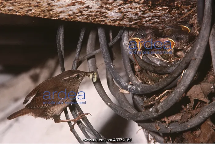 : WREN - feeding chicks at unusual nesting site : WREN - feeding chicks at unusual nesting site
