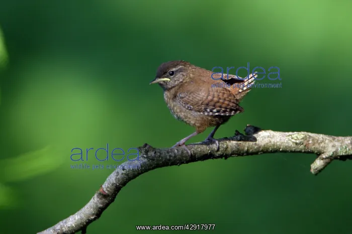 : Wren - fledgling on branch : Wren - fledgling on branch