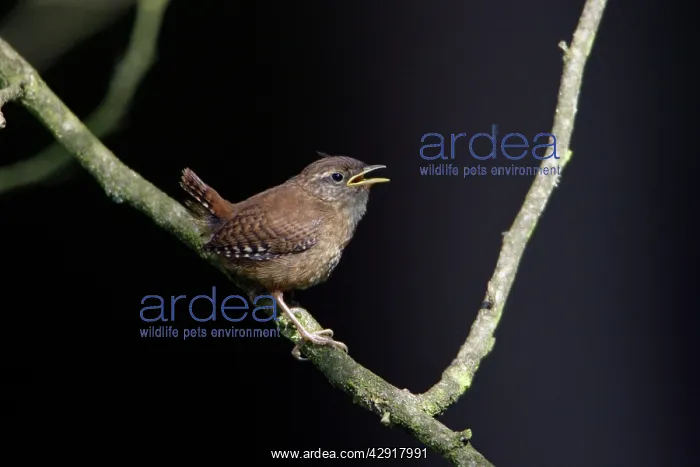 : Wren - fledgling on branch calling : Wren - fledgling on branch calling
