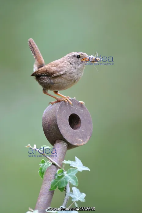 : Wren - with food in mouth : Wren - with food in mouth