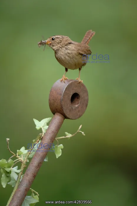 : Wren - with food in mouth : Wren - with food in mouth