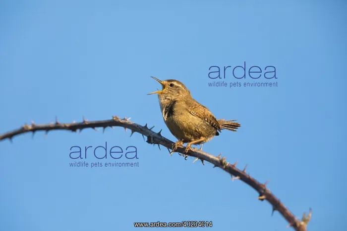: Wren - male singing in springtime, North Hessen, Germany : Wren - male singing in springtime, North Hessen, Germany