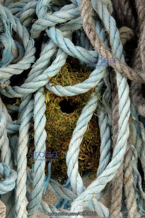 : Wren - nest built amongst ropes in garden shed : Wren - nest built amongst ropes in garden shed