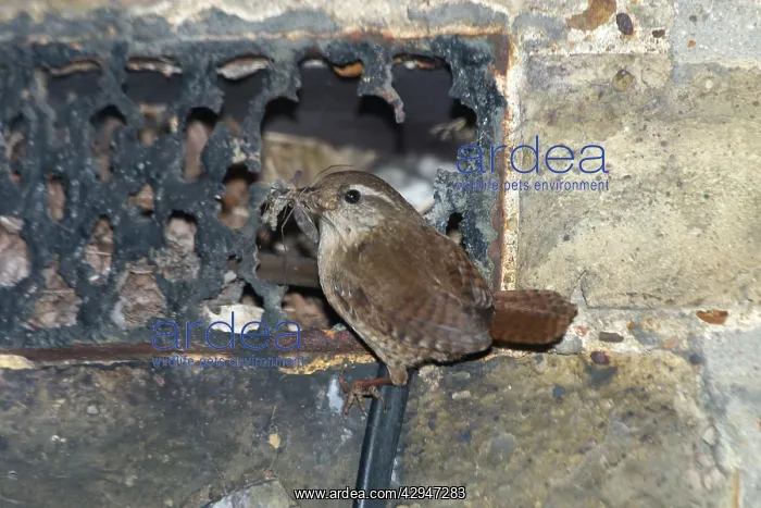 : Wren at nest - With food in mouth at nest entrance : Wren at nest - With food in mouth at nest entrance