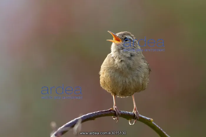 : Wren on perch singing : Wren on perch singing