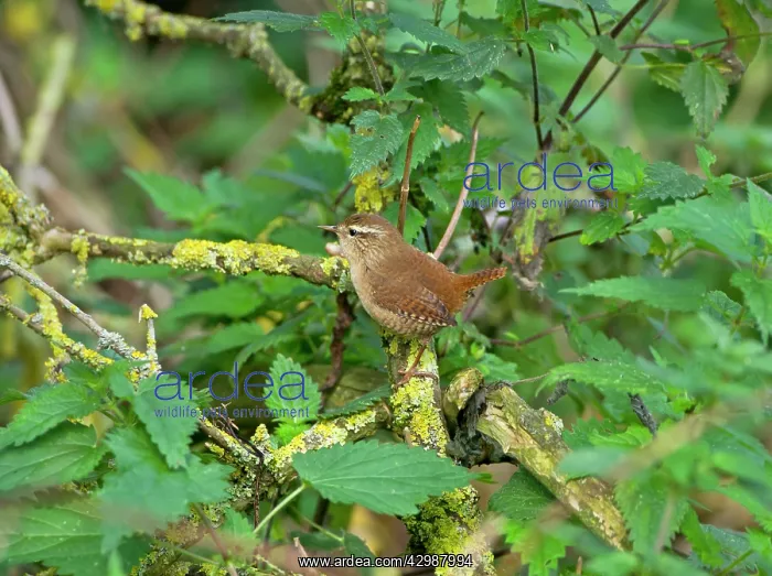 : Wren - perched on branch amongst nettles - September : Wren - perched on branch amongst nettles - September