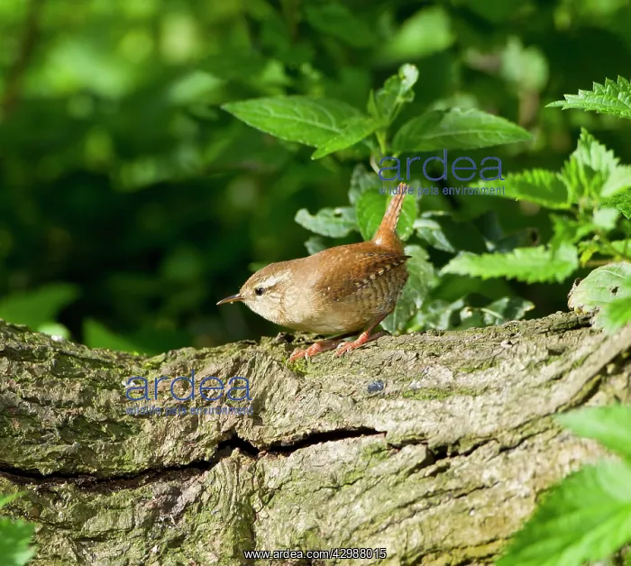 : Wren - perched on branch amongst nettles - September : Wren - perched on branch amongst nettles - September