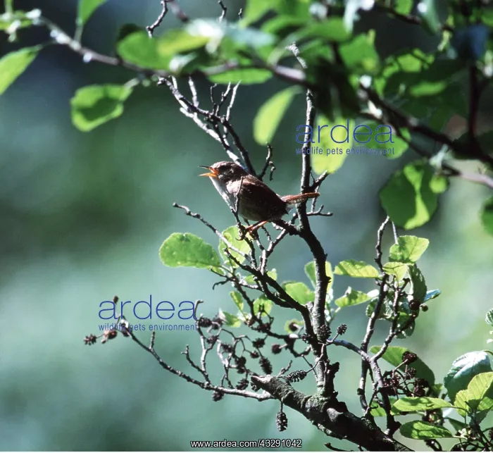 : Wren - perched on twigs : Wren - perched on twigs