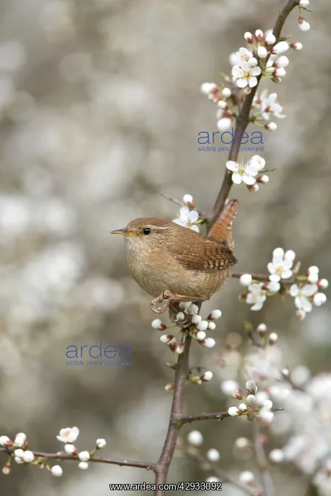 : Wren - Perching in Blackthorn blossom, Spring : Wren - Perching in Blackthorn blossom, Spring