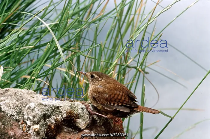 : WREN - on rock beside reeds : WREN - on rock beside reeds