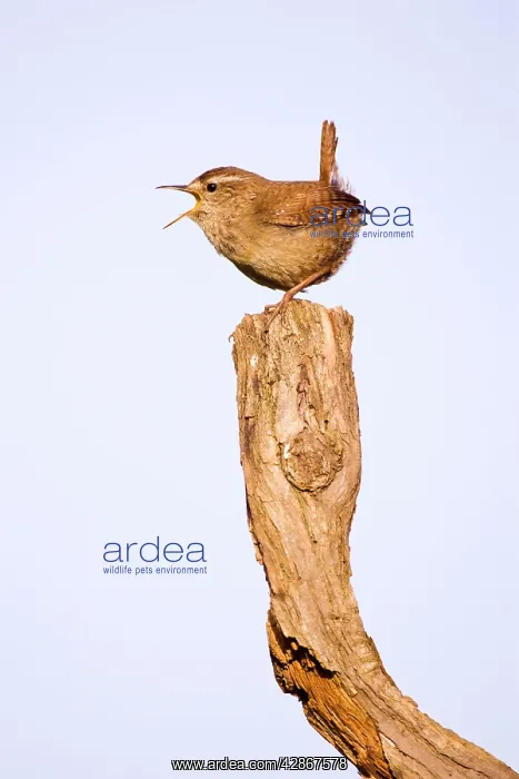 : Wren - Singing : Wren - Singing