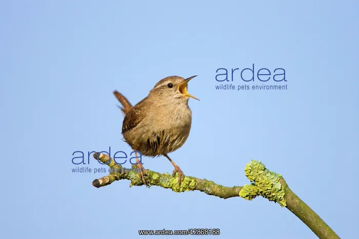 : Wren - Singing : Wren - Singing