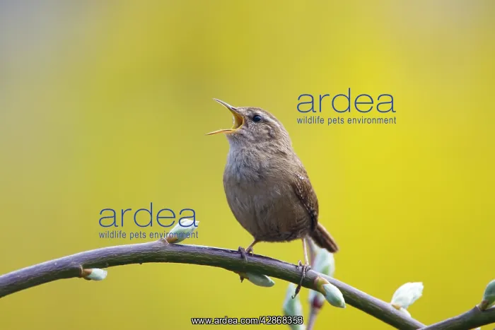 : Wren - Singing : Wren - Singing