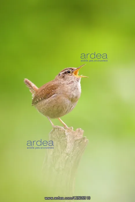 : Wren - Singing : Wren - Singing