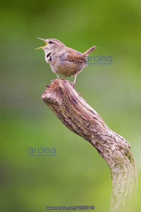 : Wren - singing : Wren - singing