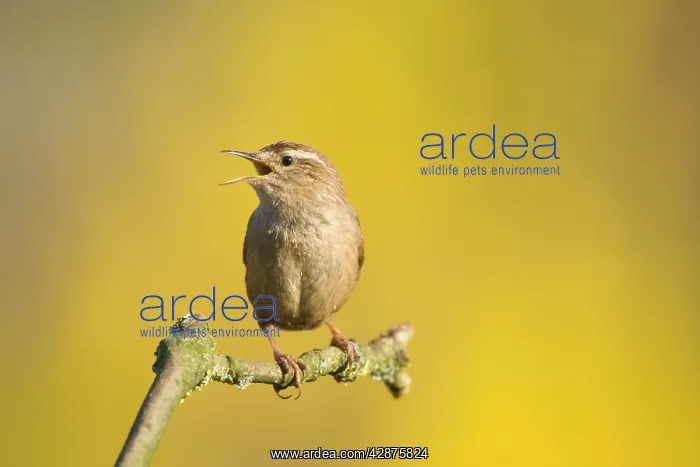 : Wren - singing : Wren - singing