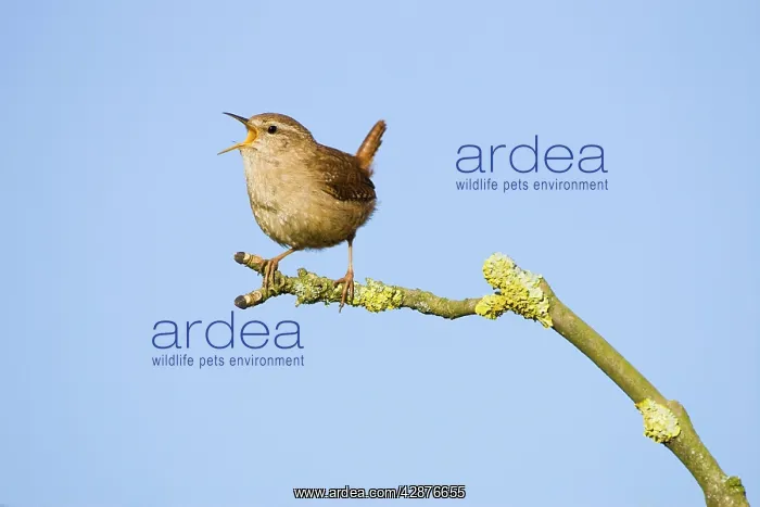 : Wren - Singing : Wren - Singing