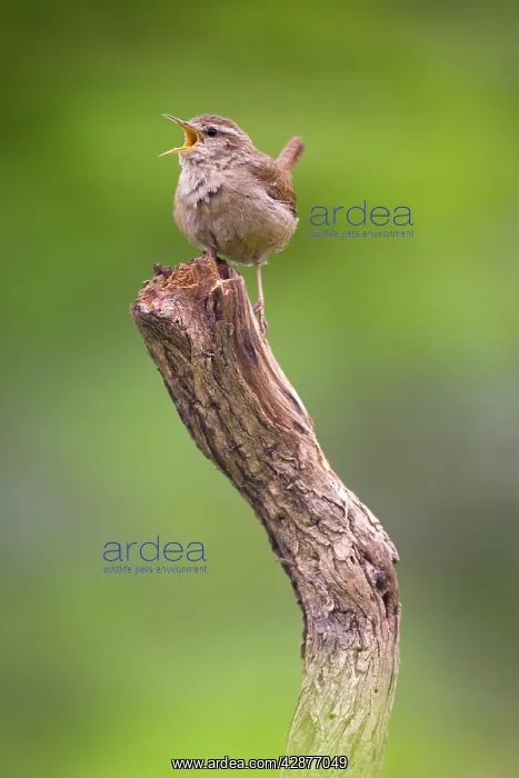 : Wren - singing : Wren - singing