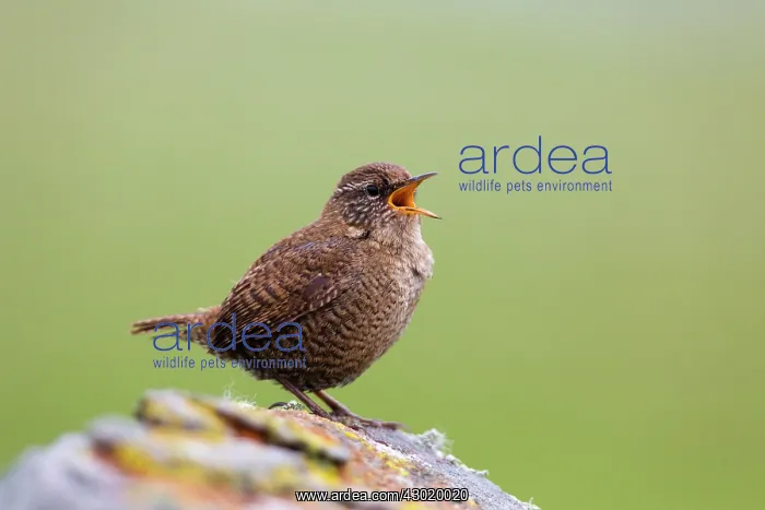  : Wren singing
