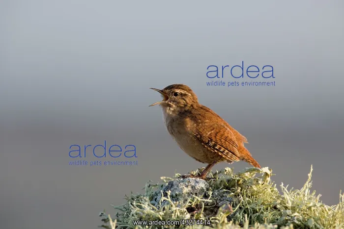 : Wren - singing : Wren - singing