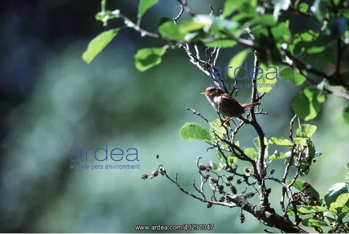 : WREN - singing : WREN - singing