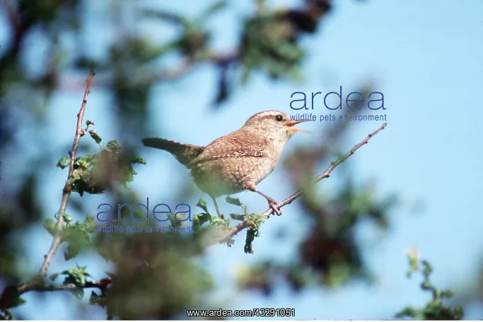 : WREN - singing : WREN - singing