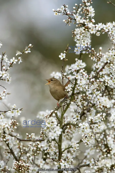 : Wren - Singing In Blackthorn blossom, Spring : Wren - Singing In Blackthorn blossom, Spring