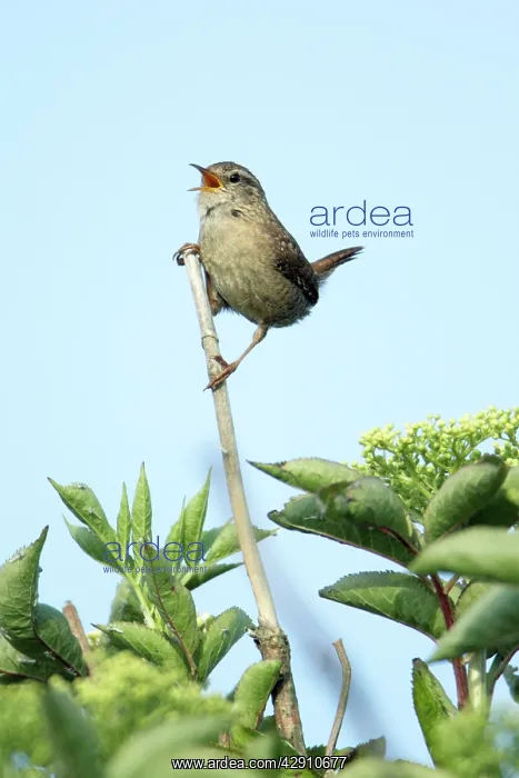 : Wren - singing from bush : Wren - singing from bush
