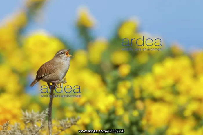 : Wren - singing from Gorse bush in Spring : Wren - singing from Gorse bush in Spring